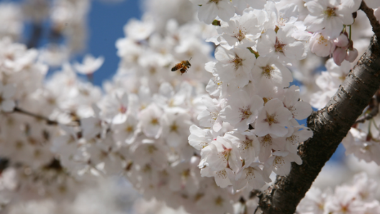 Springtime: The element of Wood