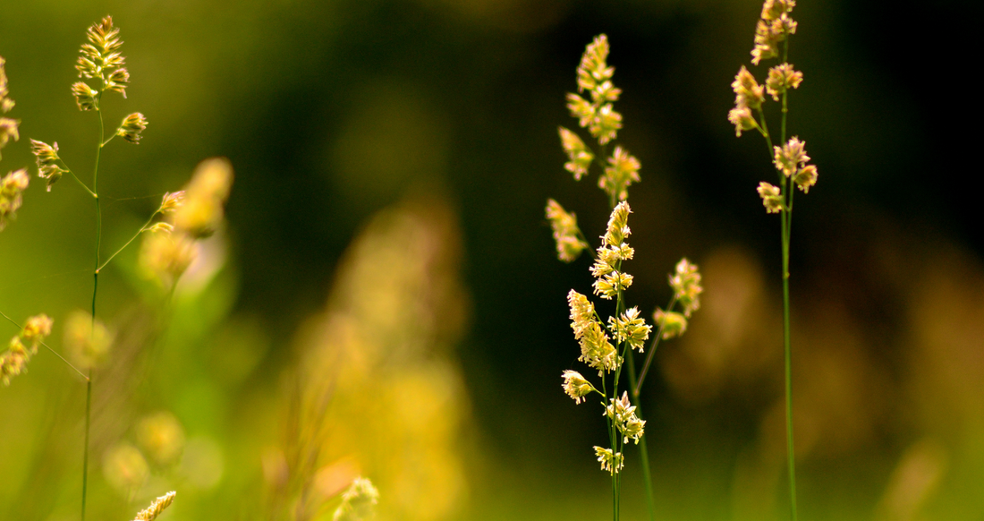 Braiding Sweetgrass